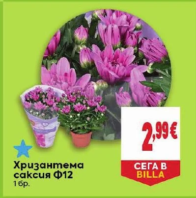 Хризантема саксия Ф12 1 бр.