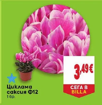 Циклама саксия Ф12 1 бр.