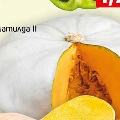 Тиква Самсон II