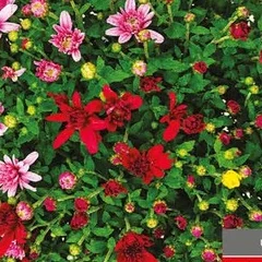 Хризантема трицветна xxl