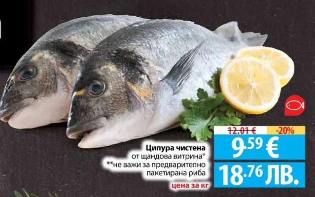Ципура чистена от шландова витрина
