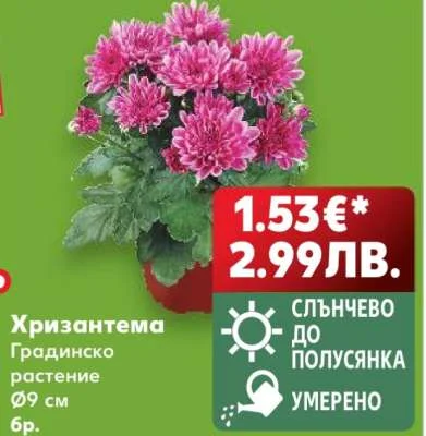 Хризантема Градинско растение 6 бр.