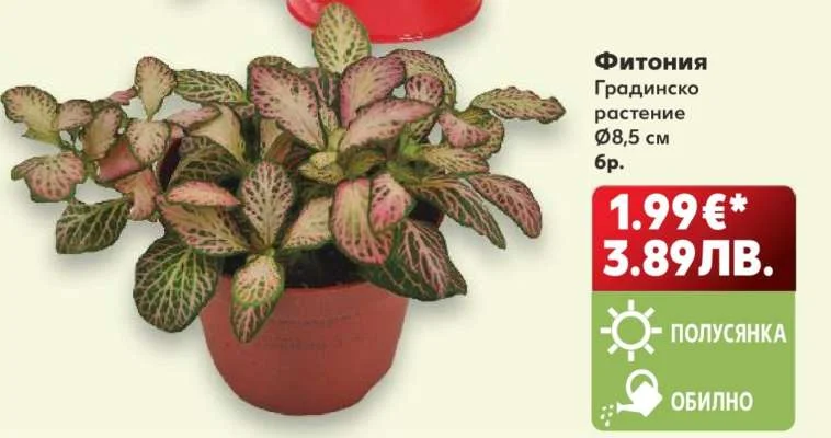 Фитония Градинско растение ø8,5 см ø8,5 см