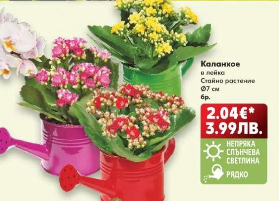 Каланхое в лейка 6 бр.