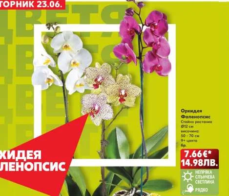 Орхидея Фаленопсис 50 - 70 см
