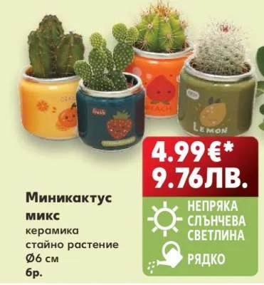 Миникактус микс керамика стайно растение 6 бр.