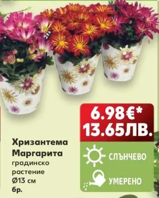 Хризантема Маргарита градинско Ø13 см 6 бр.