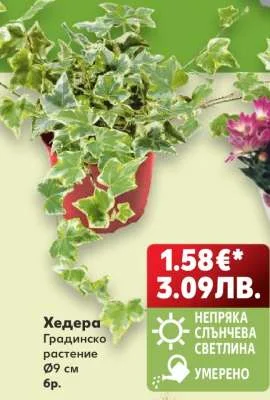Хедера
Градинско растение
Ø9 см 6 бр.