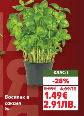 Босилек в саксия 6 бр.