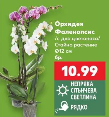 Орхидея Фаленопсис /с два цветоноса/ Стайно растение Ø12 см бр.
