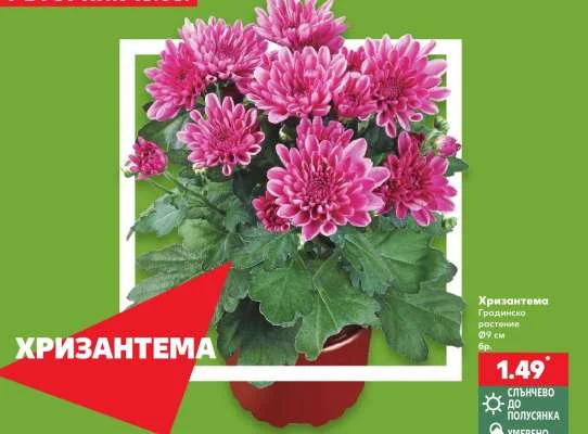 Хризантема Градинско растение Ø9 см бр.
