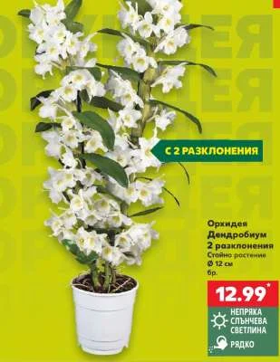 Орхидея Дендробиум 2 разклонения Ø 12 см бр.