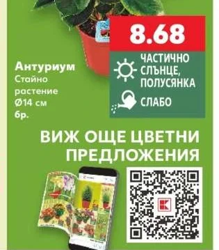 Антуриум Стайно растение Ø14 см бр.