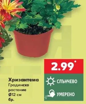 Хризантема Градинско растение Ø12 см бр.