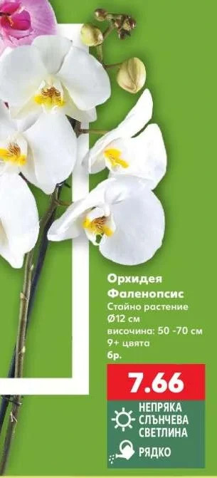 Орхидея Фаленопсис Стайно растение Ø12 см, височина: 50-70 см, 9+ цвята
