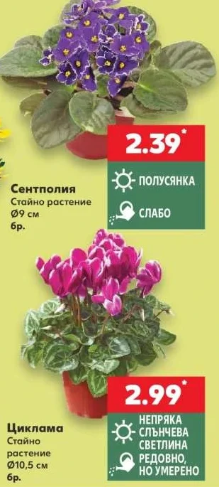Сентполия Стайно растение Ø9 см