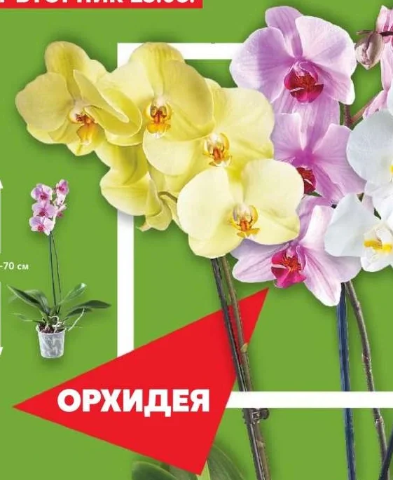Орхидея 50-70 см