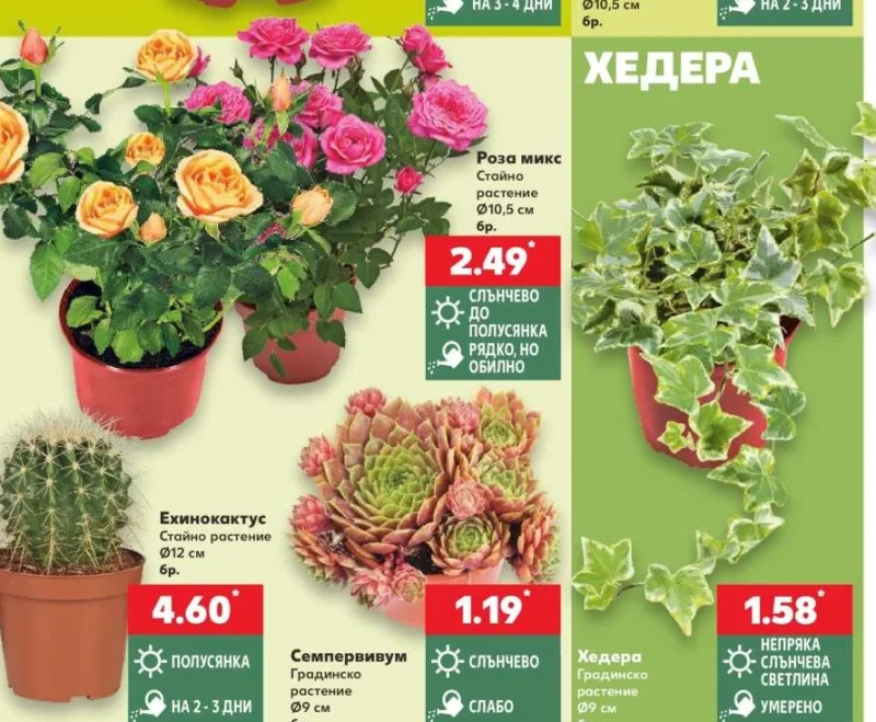 Хедера Ø9 см