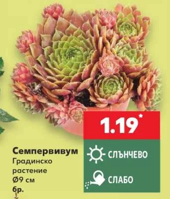 Семпервивум Градинско растение Ø9 см