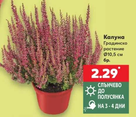 Калуна Градинско растение Ø10,5 см бр.