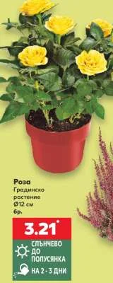 Роза Градинско растение Ø12 см бр.
