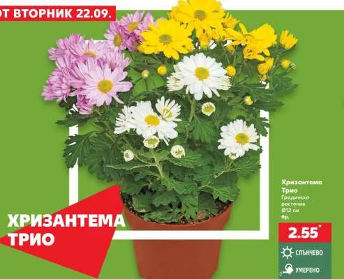 Хризантема Трио Градинско растение Ø12 см