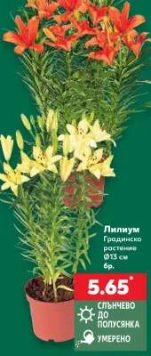 Лилиум Градинско растение Ø13 см бр.