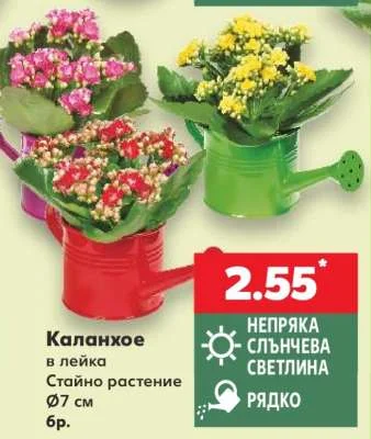 Каланхое в лейка Стайно растение Ø7 см бр.