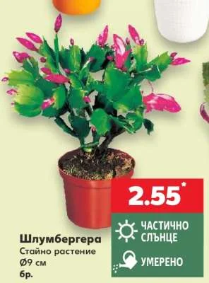 Шлумбергера Стайно растение Ø9 см бр.