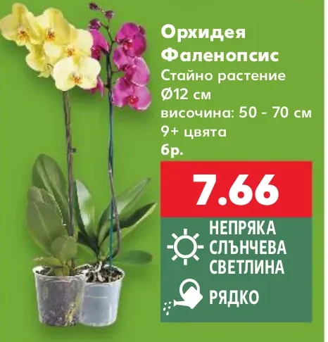 Орхидея Фаленопсис Стайно растение Ø12 см, височина: 50 - 70 см, 9+ цвята, бр.