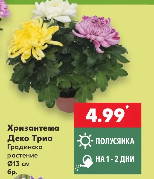 Хризантема Деко Трио Градинско растение Ø13 см 6 бр.
