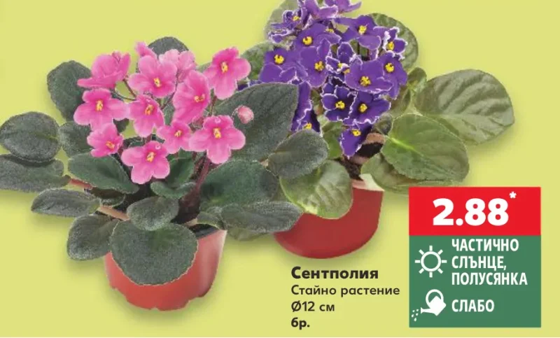Сентполия Стайно растение Ø12 см бр.