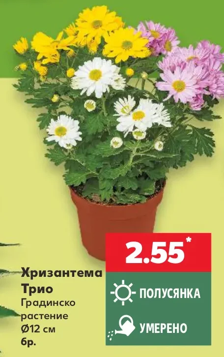 Хризантема Трио Градинско растение Ø12 см бр.