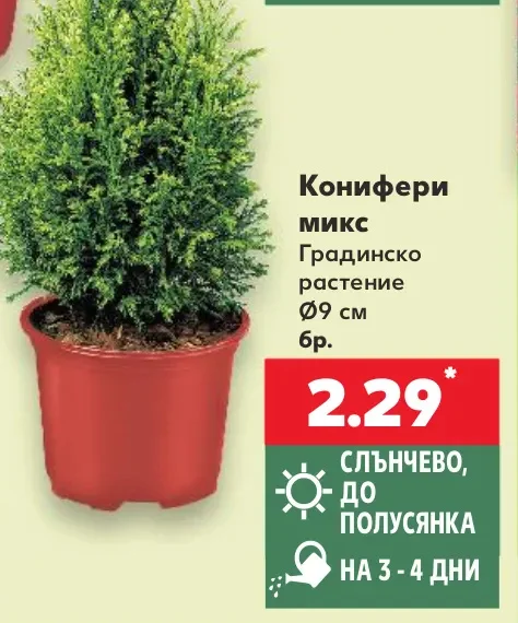 Конифери микс Градинско растение Ø9 см бр.