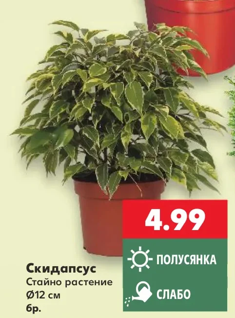 Скидапсус Стайно растение Ø12 см бр.