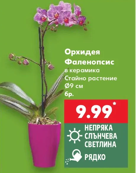 Орхидея Фаленопсис в керамика Стайно растение Ø9 см бр.