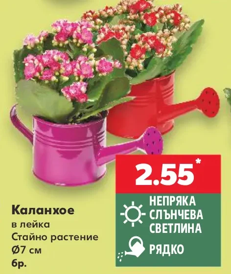 Каланхое в лейка Стайно растение Ø7 см бр.