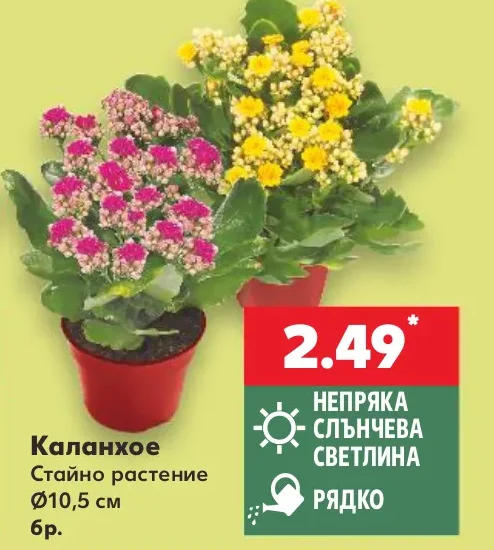 Каланхое Стайно растение Ø10,5 см бр.