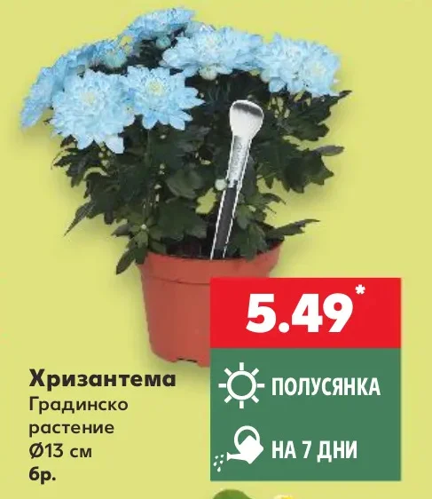 Хризантема Градинско растение Ø13 см бр.