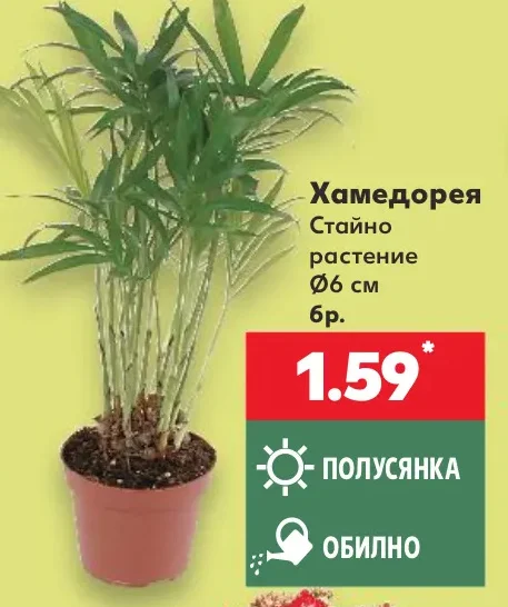 Хамедорея Стайно растение Ø6 см бр.