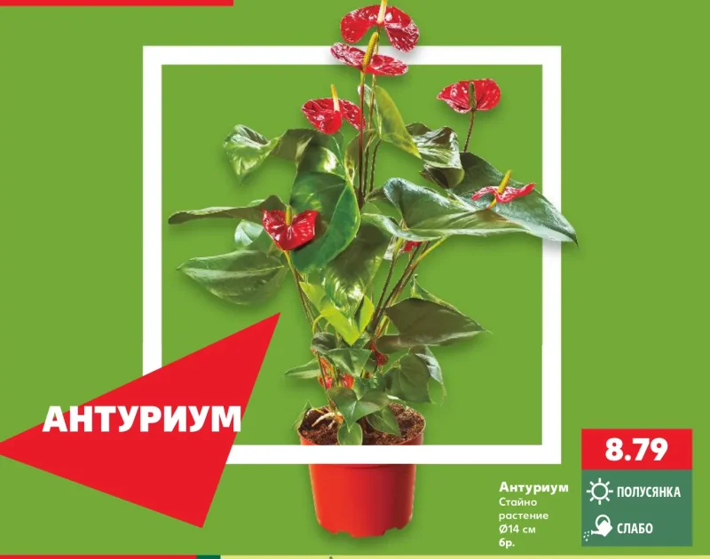 Антуриум Стайно растение Ø14 см бр.