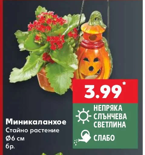 Миникаланхое Стайно растение Ø6 см бр.