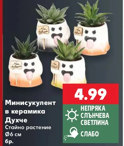 Минисукулент в керамика Духче Стайно растение Ø6 см