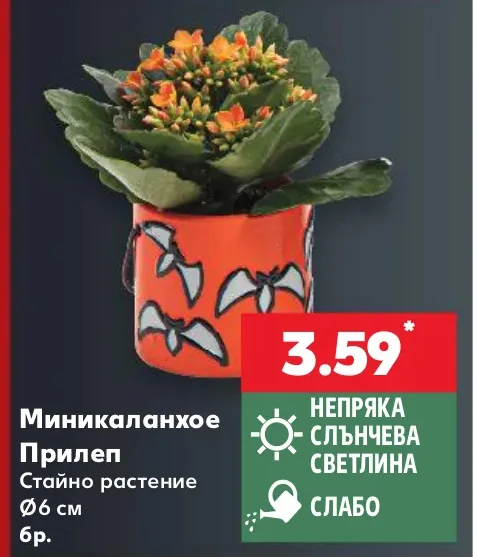 Миникаланхое Прилеп Стайно растение Ø6 см бр.