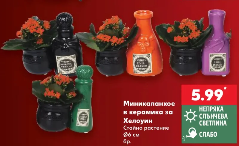 Миникаланхое в керамика за Хелоуин Ø6 см бр.