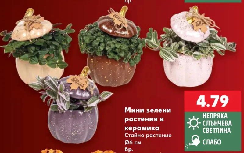 Мини зелени растения в керамика Стайно растение Ø6 см бр.