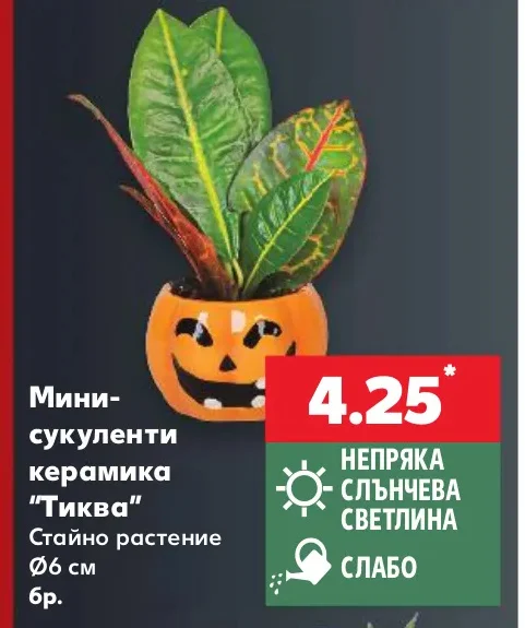 Мини-сукуленти керамика "Тиква" Стайно растение Ø6 см бр.