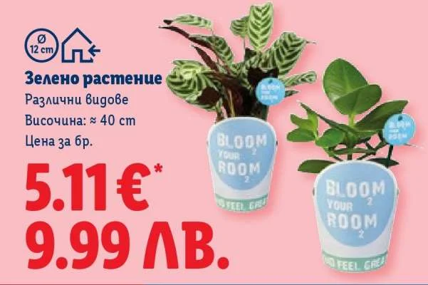 Зелено растение Височина: ≈ 40 см