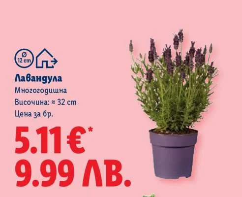 Лавандула Многогодишна Височина: ≈ 32 cm, 6 бр.