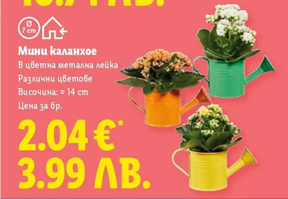 Муни каланхое лейка 6 бр
